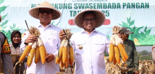 Perkuat Ketahanan Pangan, Gubernur Banten Andra Soni: Pemprov Banten Tingkatkan Produksi Tanaman Jagung