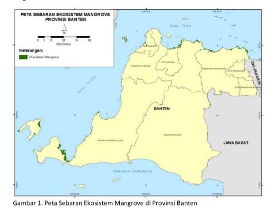 Cegah Abrasi Semakin Parah, Pemerintah Provinsi Banten Laksanakan Rehabilitasi Mangrove